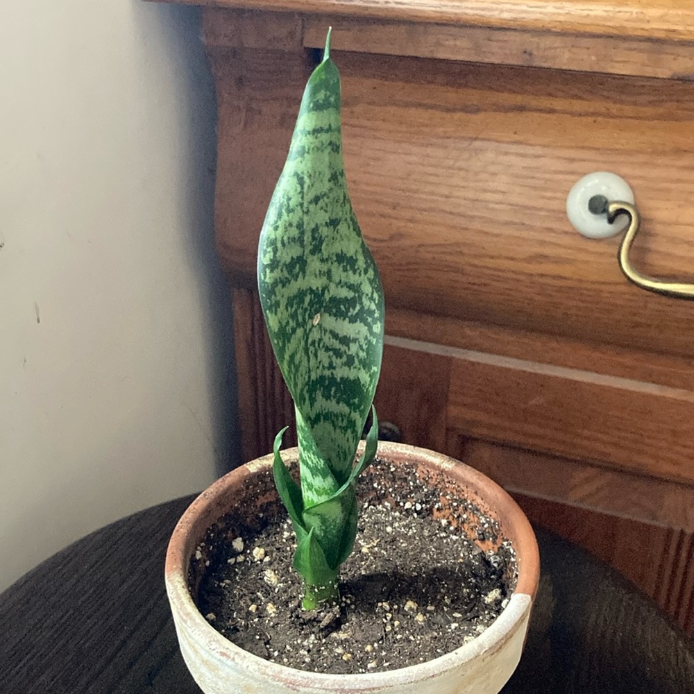 Baby snake plant